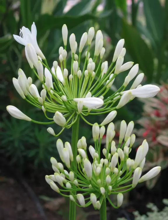 A massive architectural achievement with great views of LA, beautiful gardens, and a cool free monorail that takes you up!