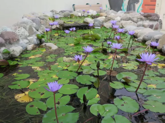 High deck where you can watch manatees in the canal.