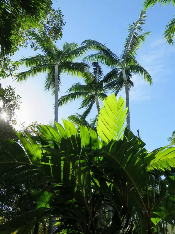 A tropical wonderland of palms, ferns, bromeliads, fountains, sculptures, rocks, ironwork gates, and pergolas, with the delightful scent of flowers filling the air.
