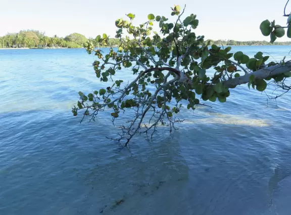 Beautiful trail with nice vistas! See the intracoastal from the top of a hill, and also walk the sandy shore.