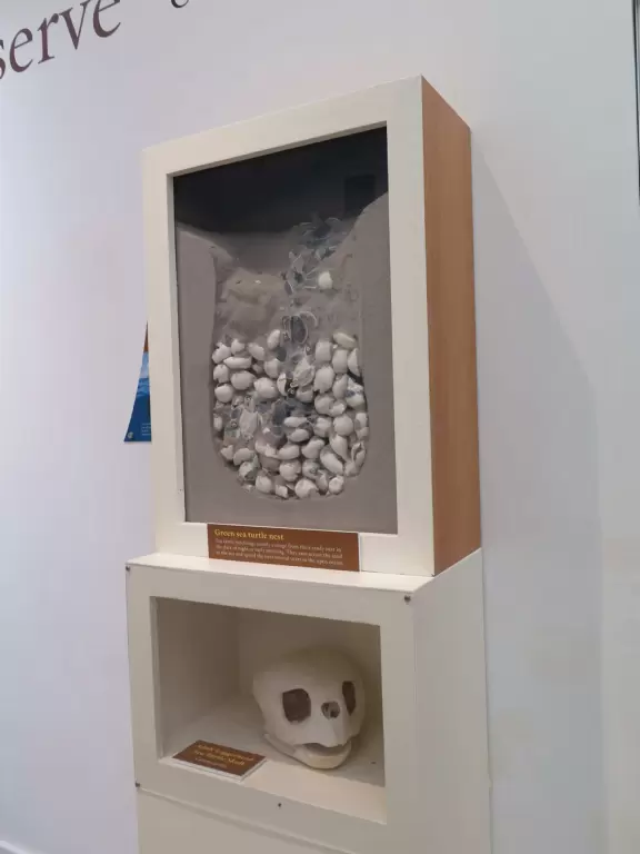 Beautiful trail along the intracoastal beaches, across the street from Blowing Rocks Beach.