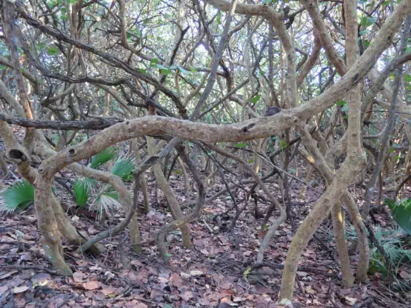 Beautiful trail along the intracoastal beaches, across the street from Blowing Rocks Beach.