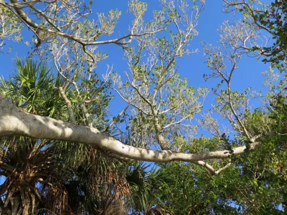 Beautiful trail along the intracoastal beaches, across the street from Blowing Rocks Beach.