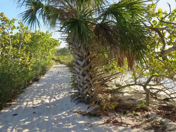Beautiful trail along the intracoastal beaches, across the street from Blowing Rocks Beach.