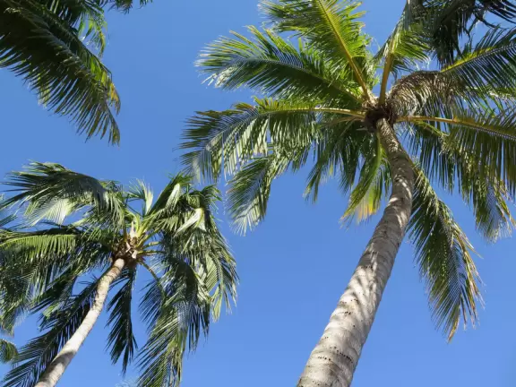 Magical spot with white sand beach on the river, coconut trees galore, views of the Ernest Lyons Bridge, and shady playground with tall, tall slides!