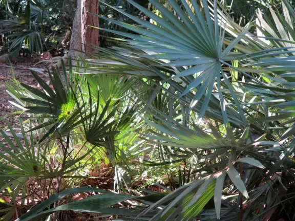 Popular 1.7 mile loop walking path with some shade and wooden boardwalk beside the river.