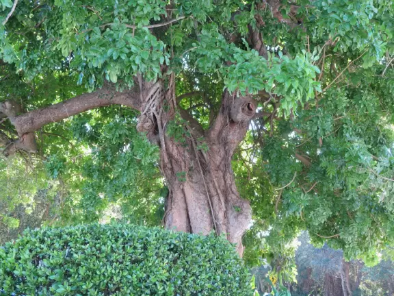 Popular 1.7 mile loop walking path with some shade and wooden boardwalk beside the river.