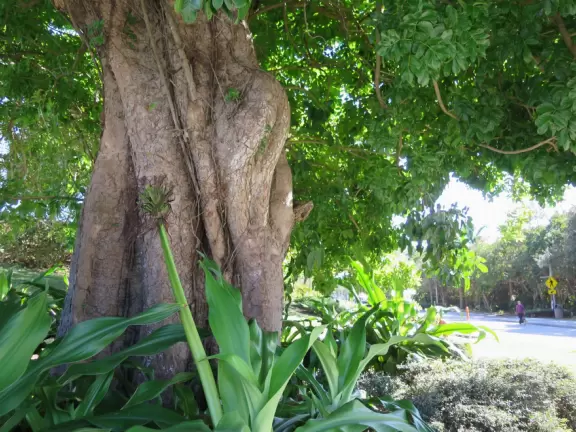 Popular 1.7 mile loop walking path with some shade and wooden boardwalk beside the river.