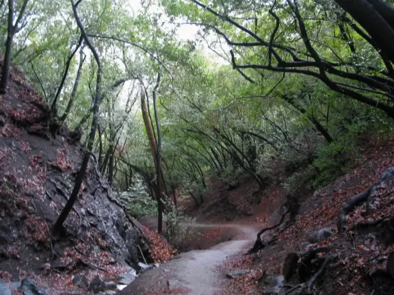 Twenty-minute wooded hike that leads to a high waterfall over mossy walls.