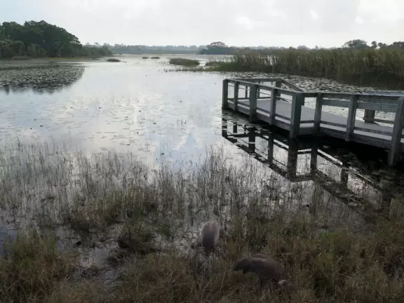Dock on a lake with water lilies and birds, and trail through flatwood pine trees.