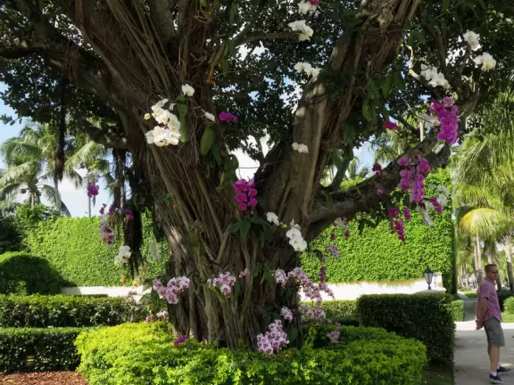 It's blissful to walk past hibiscus flowers, bougainvillea, coconut trees, tall hedges, and mansions, down to the sea.