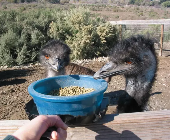 A rare place where you can feed emus and ostriches.