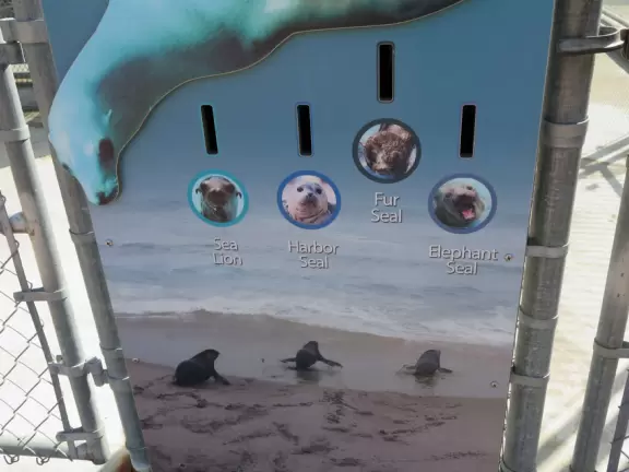 Pool with baby sea lions, through barbed wire.