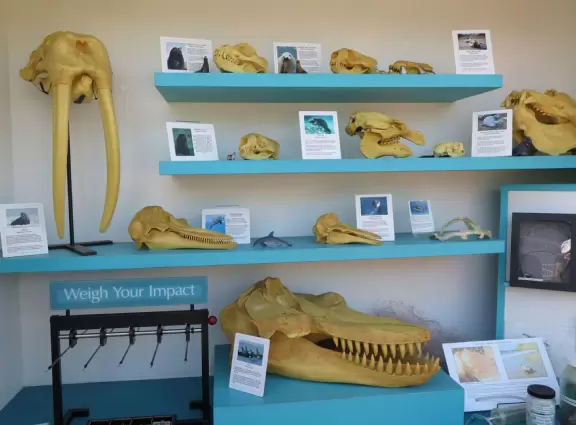 Pool with baby sea lions, through barbed wire.