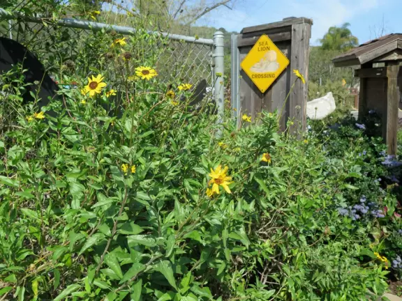 Pool with baby sea lions, through barbed wire.