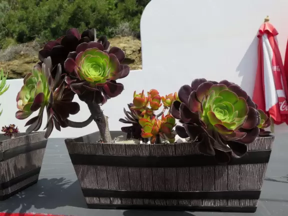 Sit on their rooftop patio under red umbrellas checking out the sea and the hills covered in tropical plants. Check out their 1950s cars and decor!