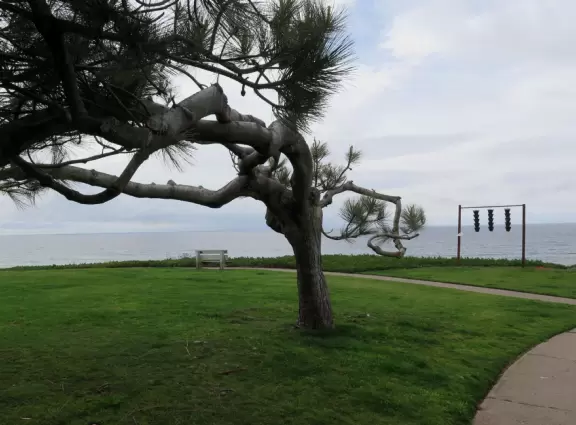 Lively beach with lawn, cypress trees, and lots of people having fun.