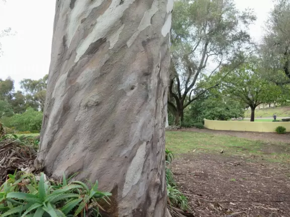 Lovely park atop a high hill, with Spanish presidio (fort) and monuments to early European settlers in California, plus flowers and gorgeous trees.