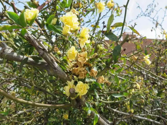 Cute, bright historic area with cafes and gift shops, and a lovely park in front of Temple Beth Israel. Nice views of hills covered in houses and desert plants.