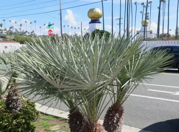 Small garden on high cliffs over the sea.