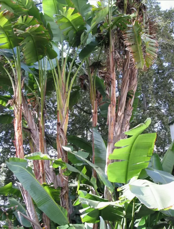 A Carpenter Gothic house with lush gardens and a lake to walk around.