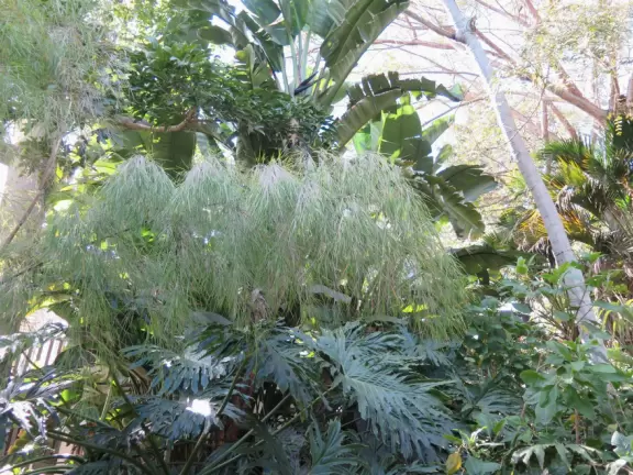 Hilly garden with many different areas to explore.