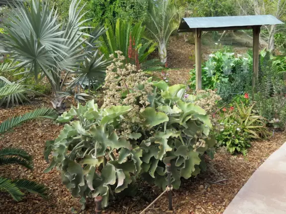 Hilly garden with many different areas to explore.