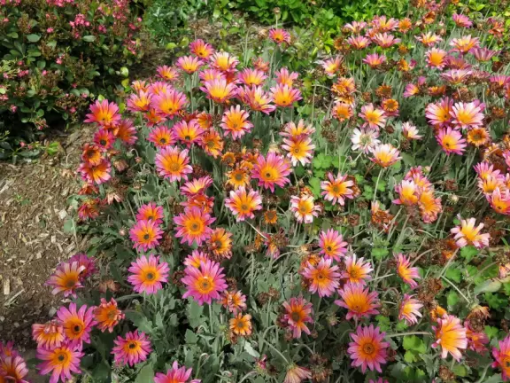 Hilly garden with many different areas to explore.