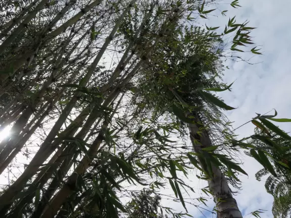 Hilly garden with many different areas to explore.