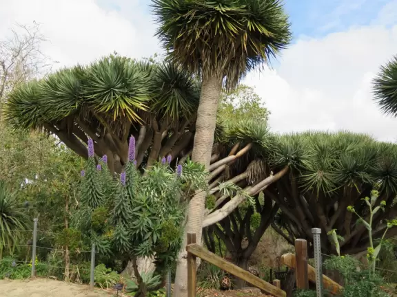 Hilly garden with many different areas to explore.