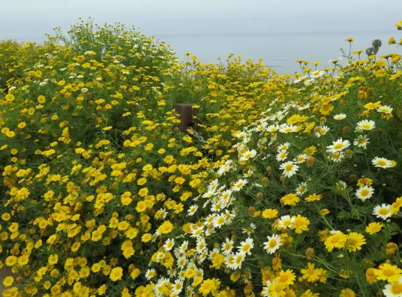 Wealthy neighborhood with cliffs covered in wildflowers above the turquoise sea.