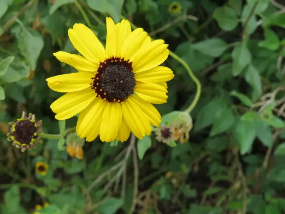 Wealthy neighborhood with cliffs covered in wildflowers above the turquoise sea.