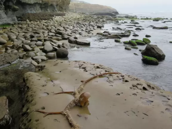 Wealthy neighborhood with cliffs covered in wildflowers above the turquoise sea.