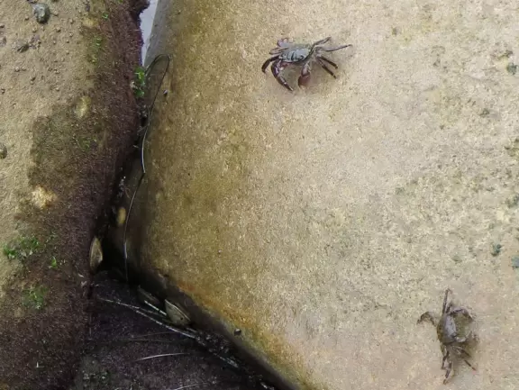 Wealthy neighborhood with cliffs covered in wildflowers above the turquoise sea.