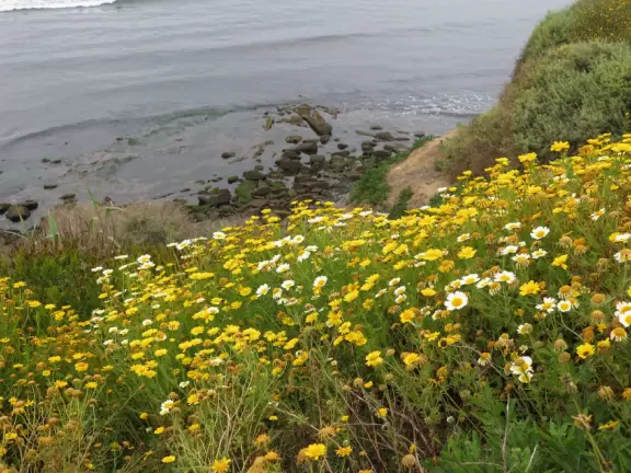 Wealthy neighborhood with cliffs covered in wildflowers above the turquoise sea.