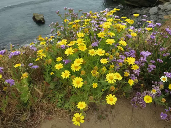 Wealthy neighborhood with cliffs covered in wildflowers above the turquoise sea.