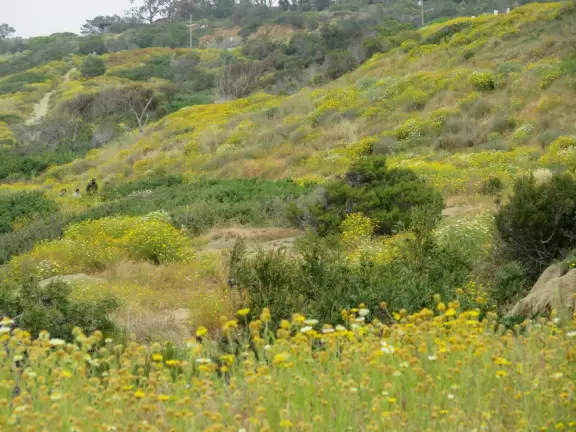 Wealthy neighborhood with cliffs covered in wildflowers above the turquoise sea.