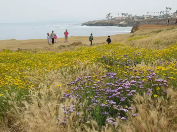 Wealthy neighborhood with cliffs covered in wildflowers above the turquoise sea.