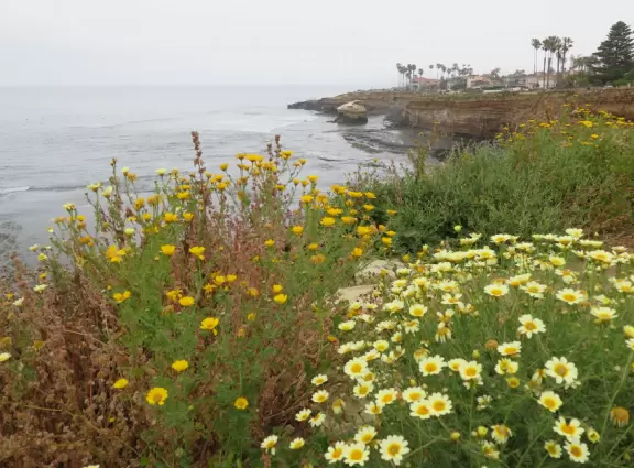 Wealthy neighborhood with cliffs covered in wildflowers above the turquoise sea.