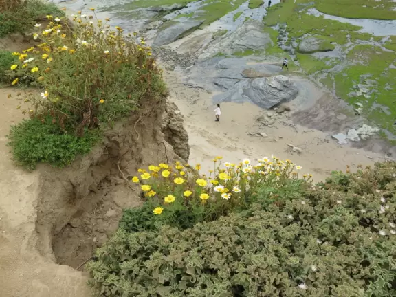 Wealthy neighborhood with cliffs covered in wildflowers above the turquoise sea.