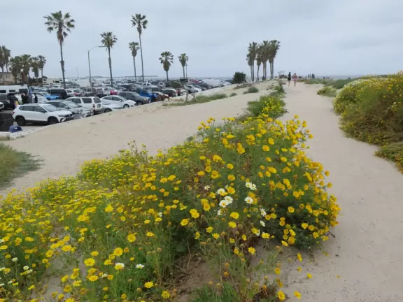 Popular beach with dog owners, on the channel, with lots of open space and dunes, plus jetties and a view of the pier.