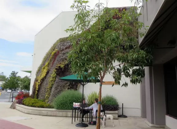 A cute suburban town in inland San Diego that looks different to the rest.