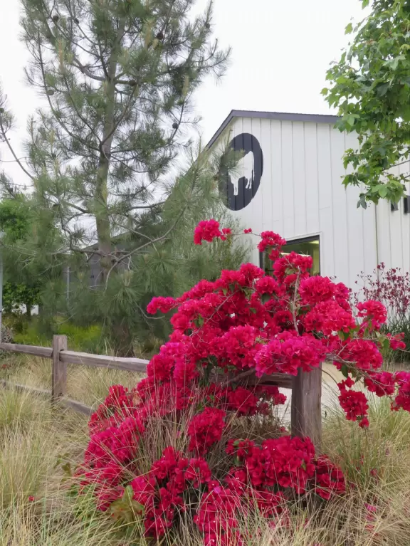 Upscale, colorful plaza in farmhouse style, with modern cafes. Kids climb on a huge log. The fire pit is fantastic at night, surrounded by eucalyptus trees.