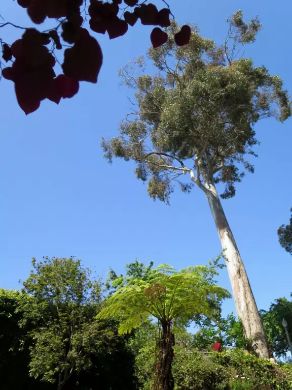 Little sunken garden near Casa de Balboa, near the center of Balboa Park.