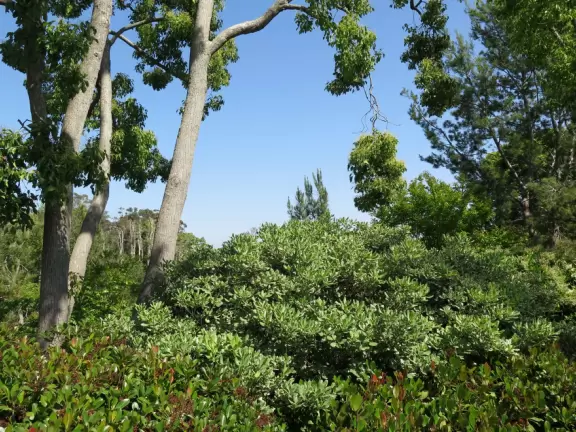 Pleasant garden for a walk, in the middle of Balboa Park!