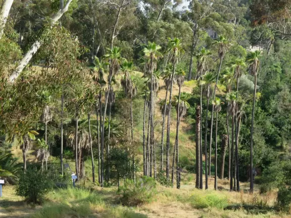 A popular walk past beautiful architecture. 1.2 km each way.