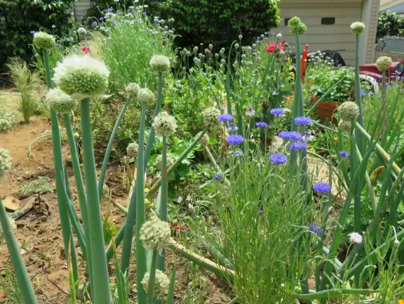 Adorable houses with gardens full of flowers, and streets leading down to lookout points over the ocean.