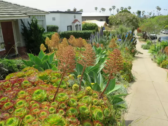 Adorable houses with gardens full of flowers, and streets leading down to lookout points over the ocean.