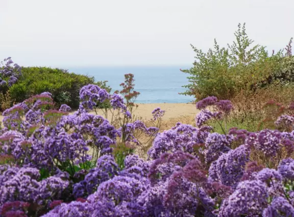 Adorable houses with gardens full of flowers, and streets leading down to lookout points over the ocean.