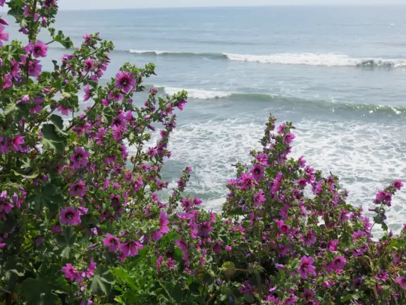 Adorable houses with gardens full of flowers, and streets leading down to lookout points over the ocean.